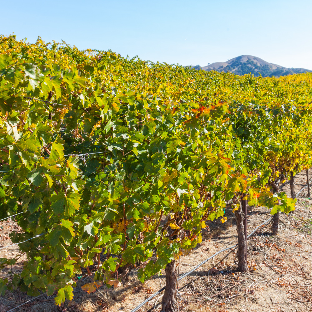 row of vineyards located in Santa Cruz California