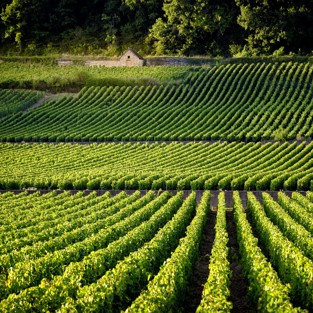 vineyard in Burgundy France